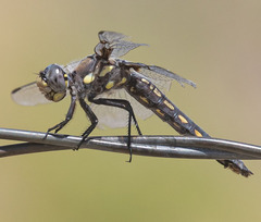 Libellula nodisticta