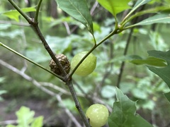 Amphibolips confluenta