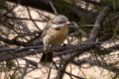 Acanthagenys rufogularis