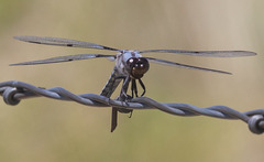 Libellula nodisticta