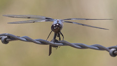 Libellula nodisticta