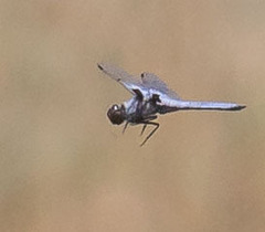Libellula nodisticta