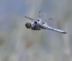 Libellula nodisticta