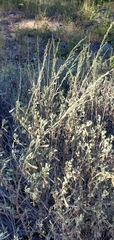 Artemisia tridentata