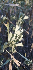 Artemisia tridentata