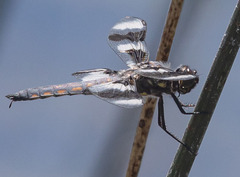 Libellula forensis