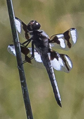Libellula forensis