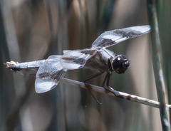 Libellula forensis
