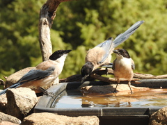Cyanopica cooki