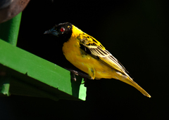 Ploceus cucullatus