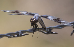 Libellula forensis