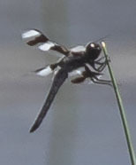 Libellula forensis