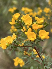 Pultenaea flexilis