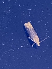 Eucosma ochroterminana