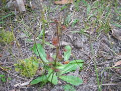 Drosera hookeri