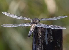 Libellula quadrimaculata