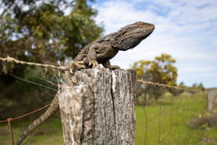Pogona barbata