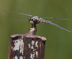 Libellula quadrimaculata