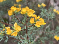 Pultenaea flexilis