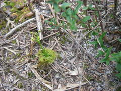 Drosera hookeri