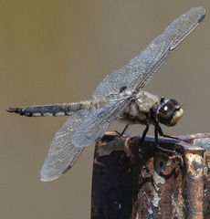 Libellula quadrimaculata