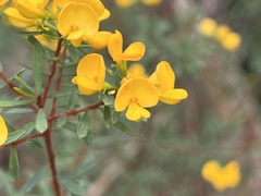 Pultenaea flexilis