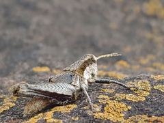 Orthoptera