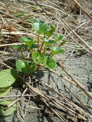 Calystegia soldanella