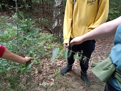 Urtica galeopsifolia