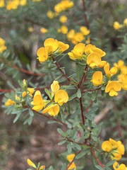 Pultenaea flexilis