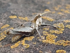 Orthoptera