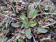 Plantago raoulii