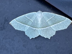 Campaea margaritaria
