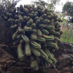 Echinocereus cinerascens cinerascens