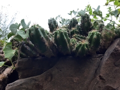 Echinocereus cinerascens cinerascens