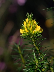 Phyllota phylicoides