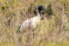 Threskiornis molucca