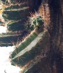 Echinocereus cinerascens cinerascens