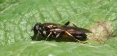 Xylota ignava