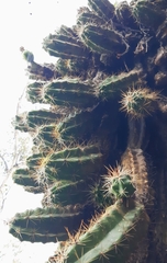 Echinocereus cinerascens cinerascens