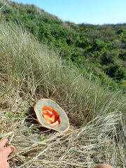 Calystegia soldanella