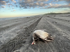 Cerorhinca monocerata