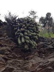 Echinocereus cinerascens cinerascens