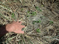 Calystegia soldanella