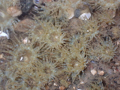 Anthopleura