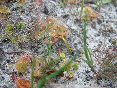 Drosera aberrans