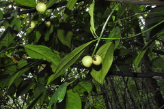 Garcinia morella