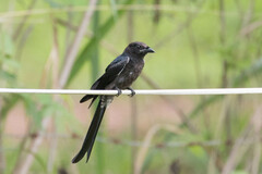 Dicrurus macrocercus cathoecus