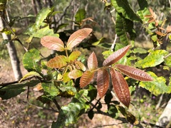 Alectryon tomentosus