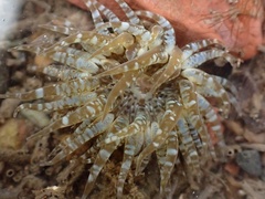 Anthopleura